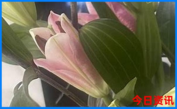 云南有什么地方好玩